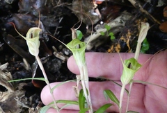 Pterostylis brumalis