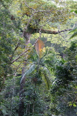 Chambeyronia macrocarpa