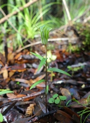 Pterostylis brumalis