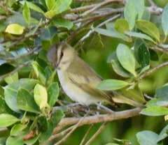 Vireo altiloquus