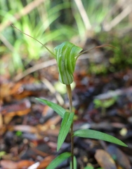 Pterostylis brumalis