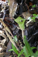Pterostylis brumalis
