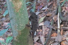 Gonocephalus bornensis