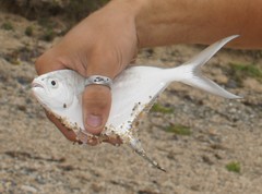 Trachinotus coppingeri