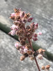 Heuchera pilosissima