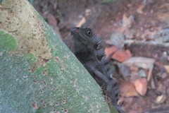 Gonocephalus bornensis