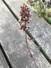 Heuchera pilosissima