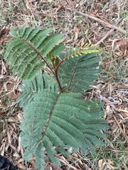 Paraserianthes