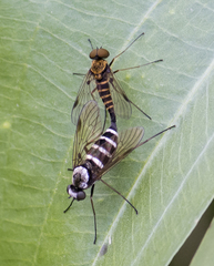 Chrysopilus fasciatus