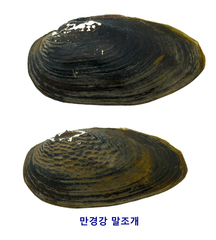 Nodularia douglasiae