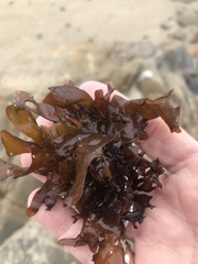 Chondrus
