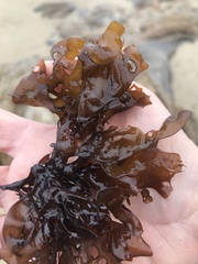 Chondrus