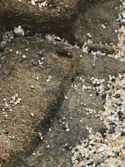 Endeodes collaris