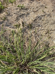 Carex eleusinoides