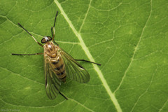 Rhagio hirtus