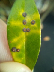 Chrysomphalus pinnulifer