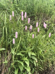 Bistorta officinalis