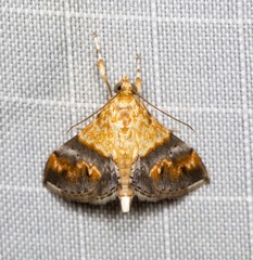 Tetracona amathealis