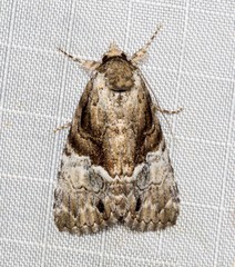 Alophosoma emmelopis