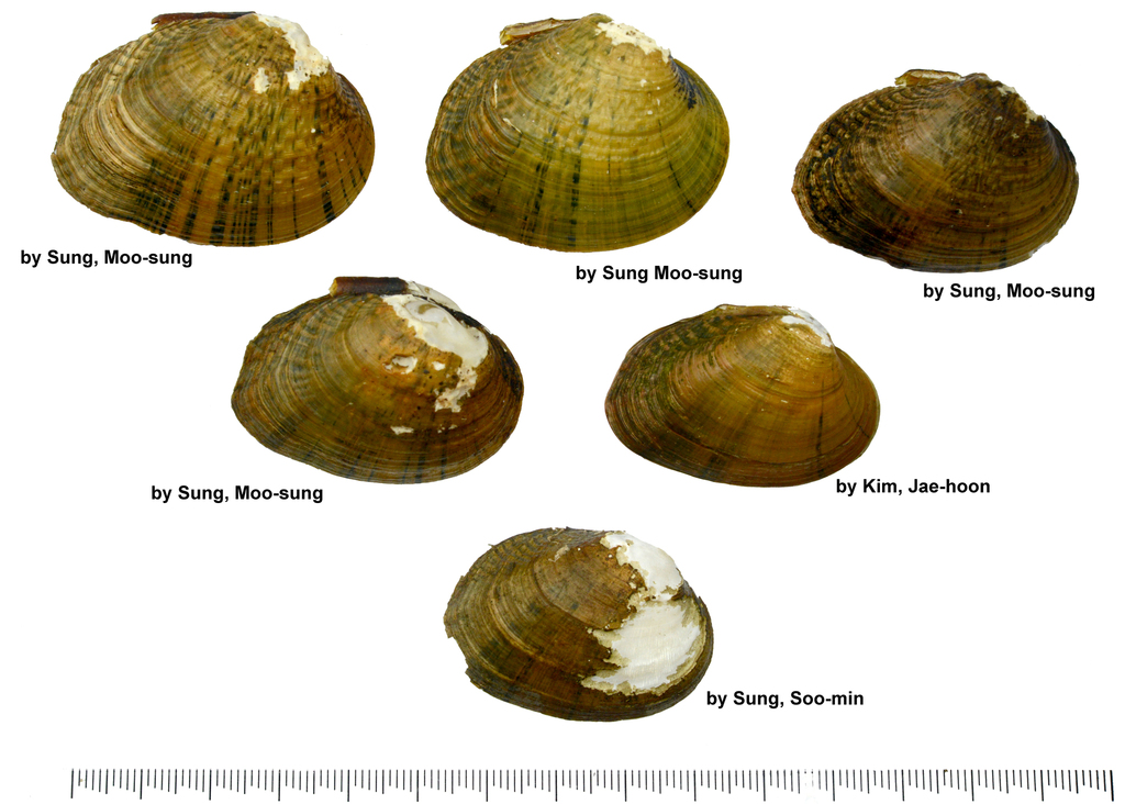 Aculamprotulini
