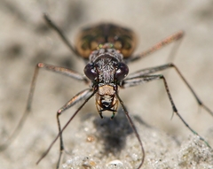 Ellipsoptera marginata