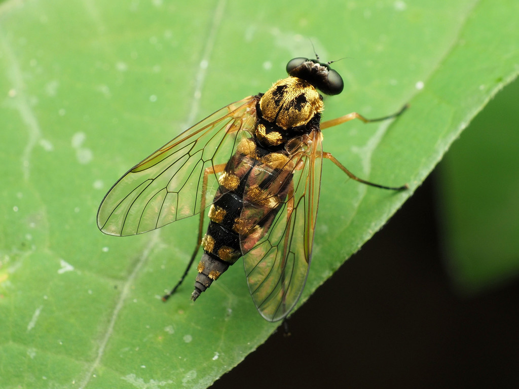 Chrysopilus