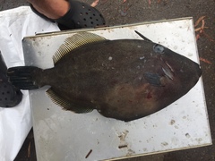 Cantherhines pardalis