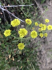 Eriogonum flavum