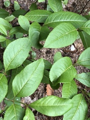 Viburnum cassinoides image