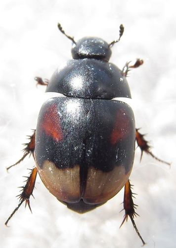 Scarab Water Scavenger Beetle