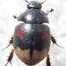 Sphaeridium scarabaeoides - Photo (c) Barış, algunos derechos reservados (CC BY-NC-SA)