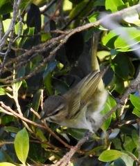 Vireo altiloquus