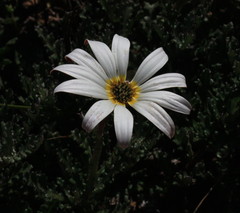 Arctotis pinnatifida