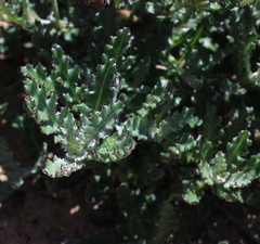 Arctotis pinnatifida