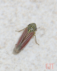 Apogonalia fraterna