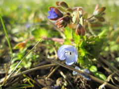 Veronica triphyllos