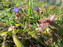 Veronica triphyllos