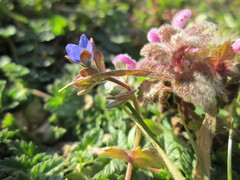 Veronica triphyllos