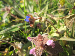 Veronica triphyllos