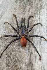 Bothriocyrtum californicum