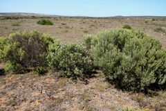 Leucadendron galpinii