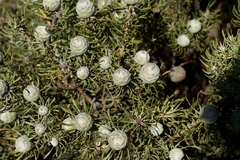 Leucadendron galpinii