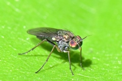 Achradocera