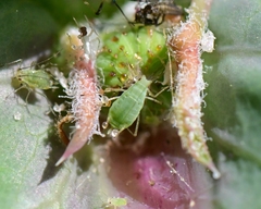 Macrosiphum rosae