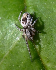 Dictynidae