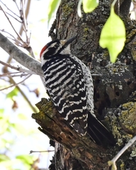 Dryobates nuttallii