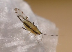 Eucallipterus tiliae