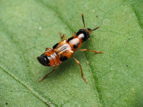 Five-marked Cross-toothed Rove Beetle