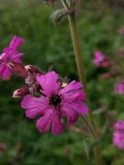 Microbotryum silenes-dioicae