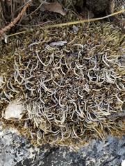 Selaginella wrightii